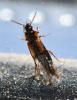 Tachinus subterraneus
